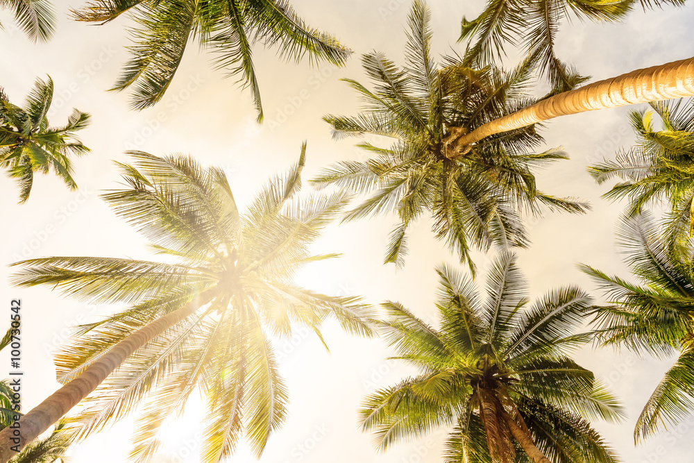 Coconut palm trees perspective view Coconut palm trees perspective view