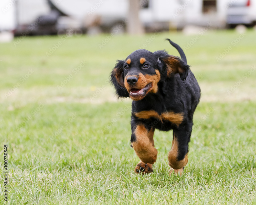 Gordon Setter puppy running and playing