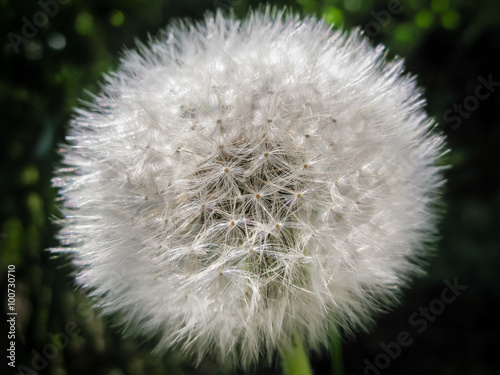 Dandelion 3 photo