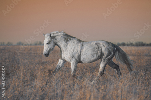 Gray horse run forward on the field in the evening