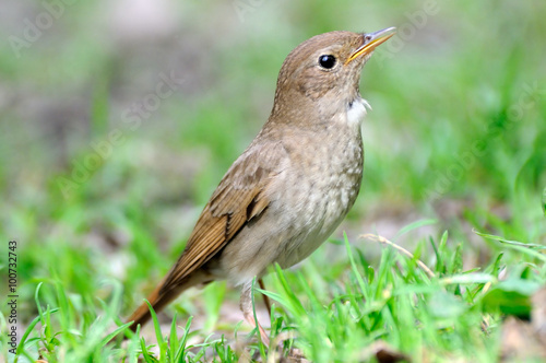 Thrush Nightingale in grass