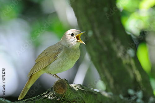 Close view of singing nightingale
