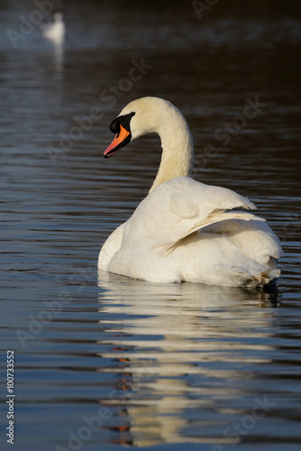 Mute Swan, cygnus olor