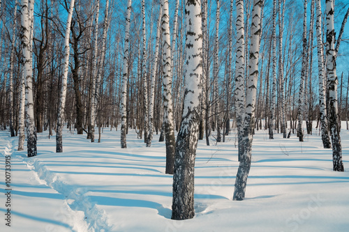 Birch forest, winter.