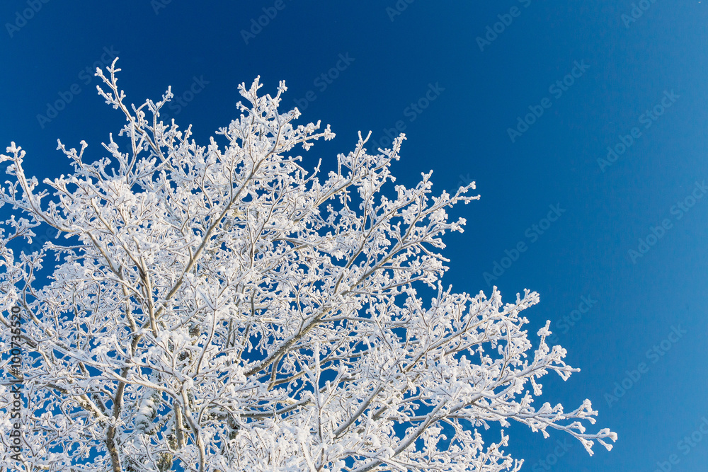 branch of a tree in frost