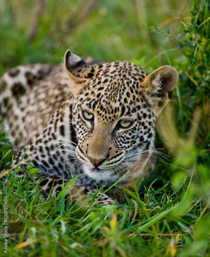Leopard hiding in the grass. Close-up. National Park. Kenya. Tanzania. Maasai Mara. Serengeti. An excellent illustration. Leopard hiding in the grass. Close-up. National Park. Kenya. Tanzania. Maasai Mara. Serengeti. An excellent illustration.