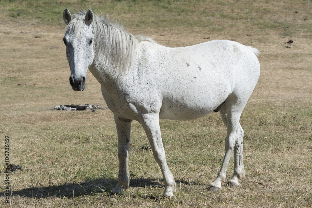 white horse in meadow white horse in meadow