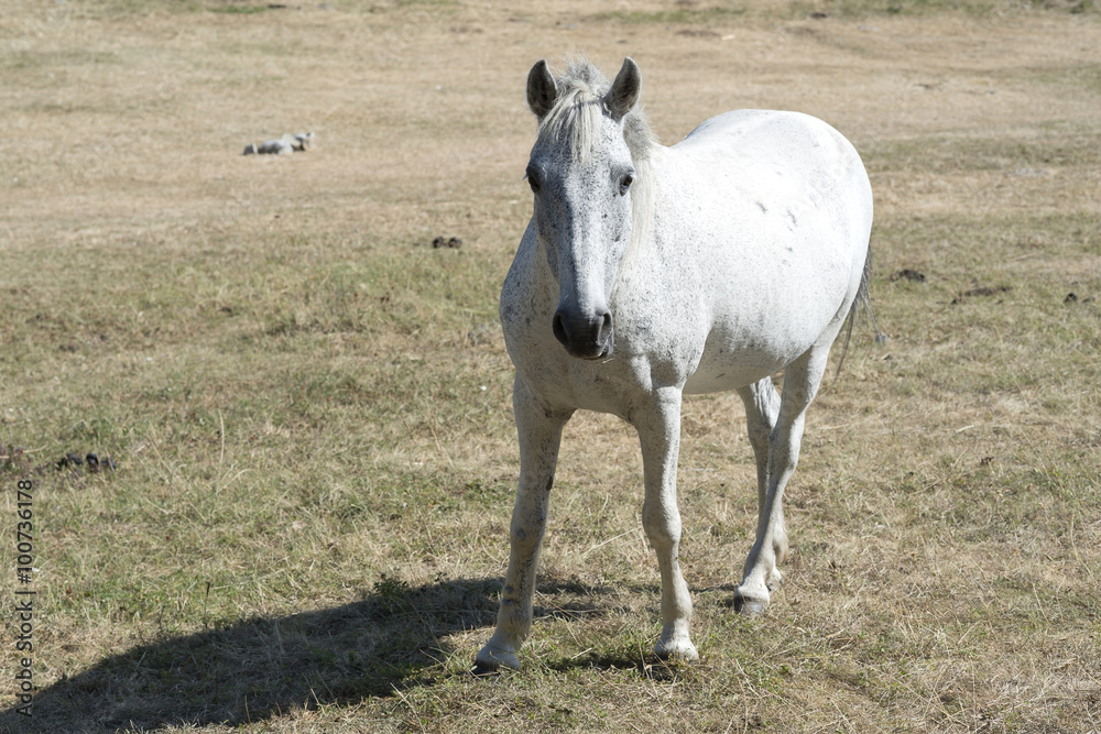 Obraz premium white horse in meadow