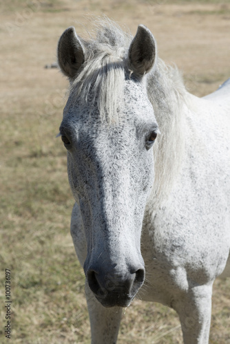 close up of white horse © tbaeff