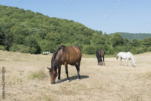 herd horses in nature © tbaeff