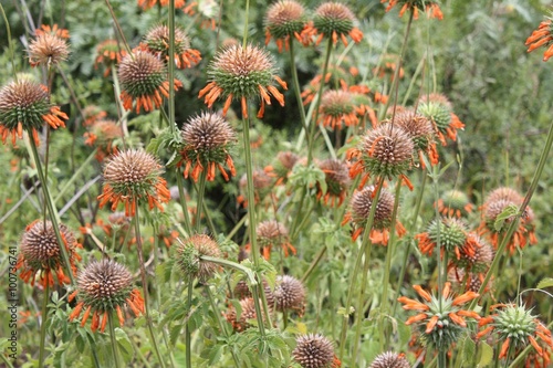 Cone flowers