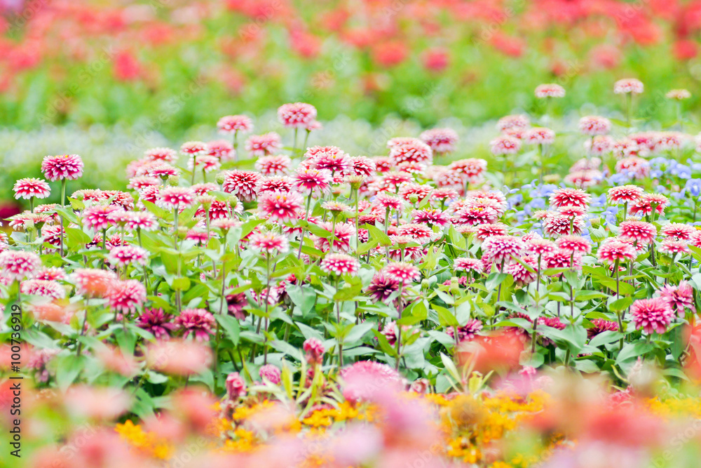Obraz premium Zinnia scarlet.