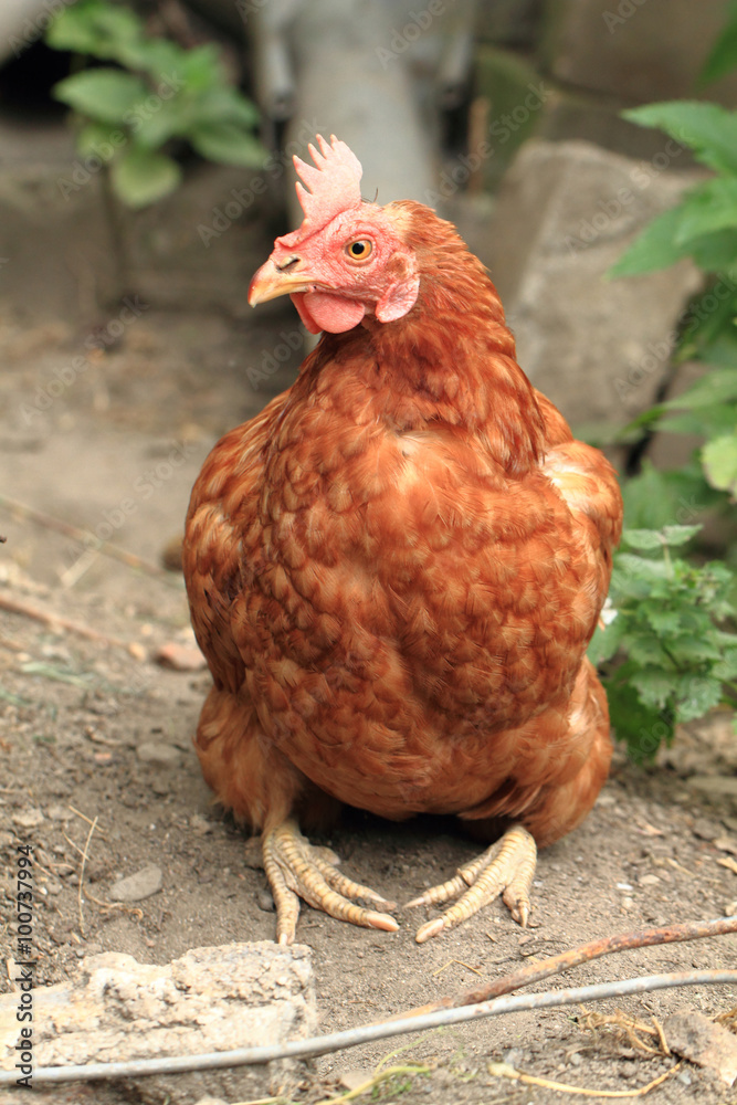 young red chicken