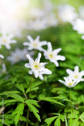 Anemone sylvestris in spring forest