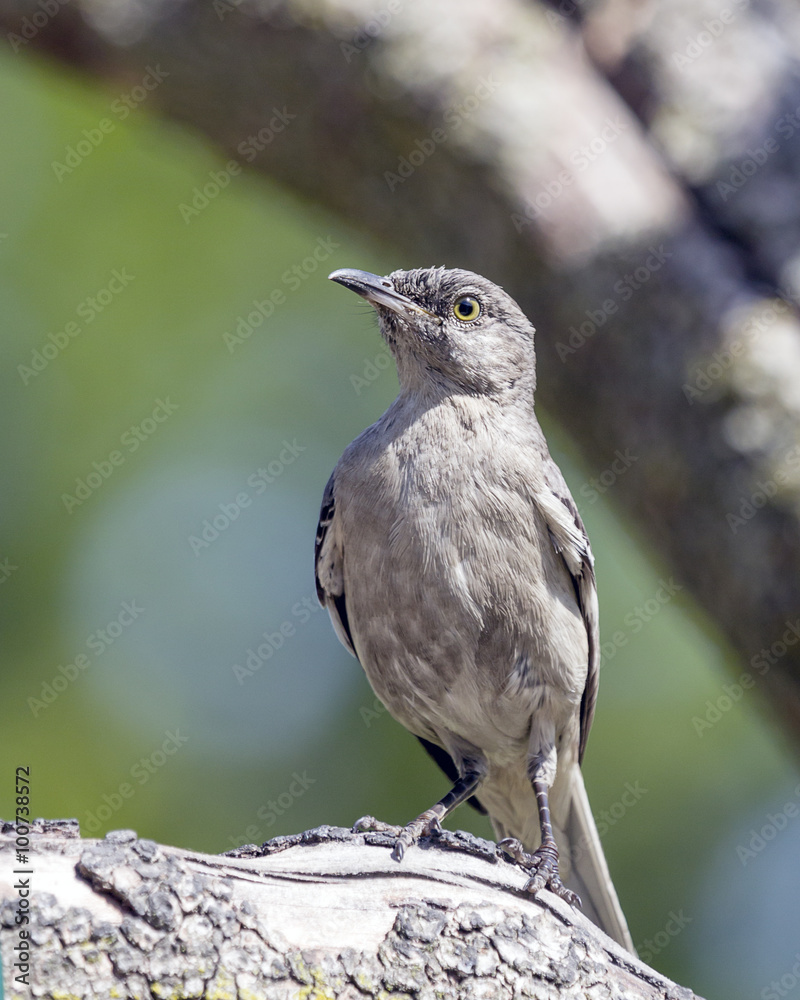 Fototapeta premium Mockingbird Perched on Tree Branch
