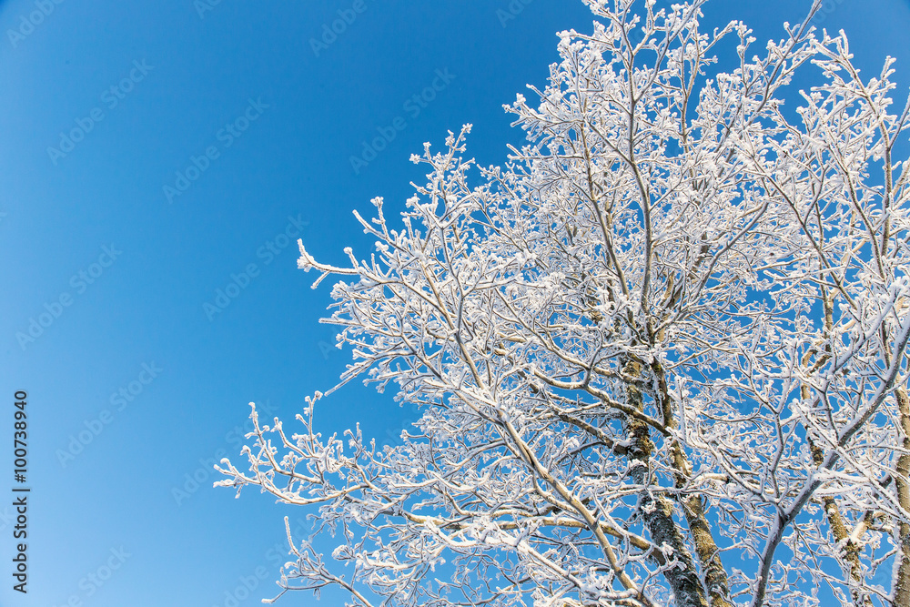 branch of a tree in frost