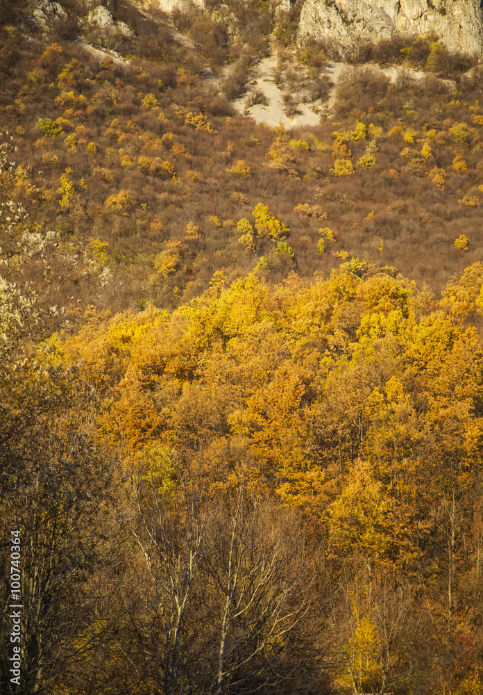 Fototapeta premium Autumn forest