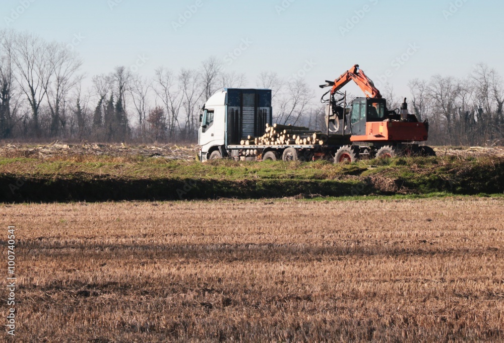 Fototapeta premium Caricamento tronchi