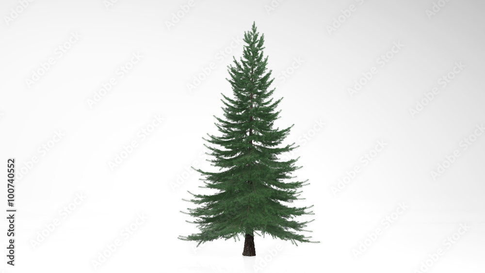 Spruce tree with green leaves, evergreen tree isolated on white background Spruce tree with green leaves, evergreen tree isolated on white background