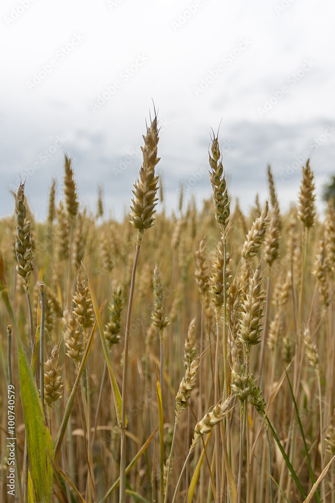 Campo di Grano Campo di Grano