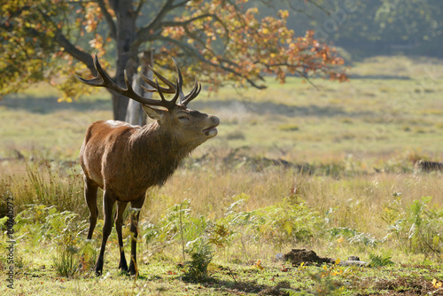 Red Deer - Rut Time.