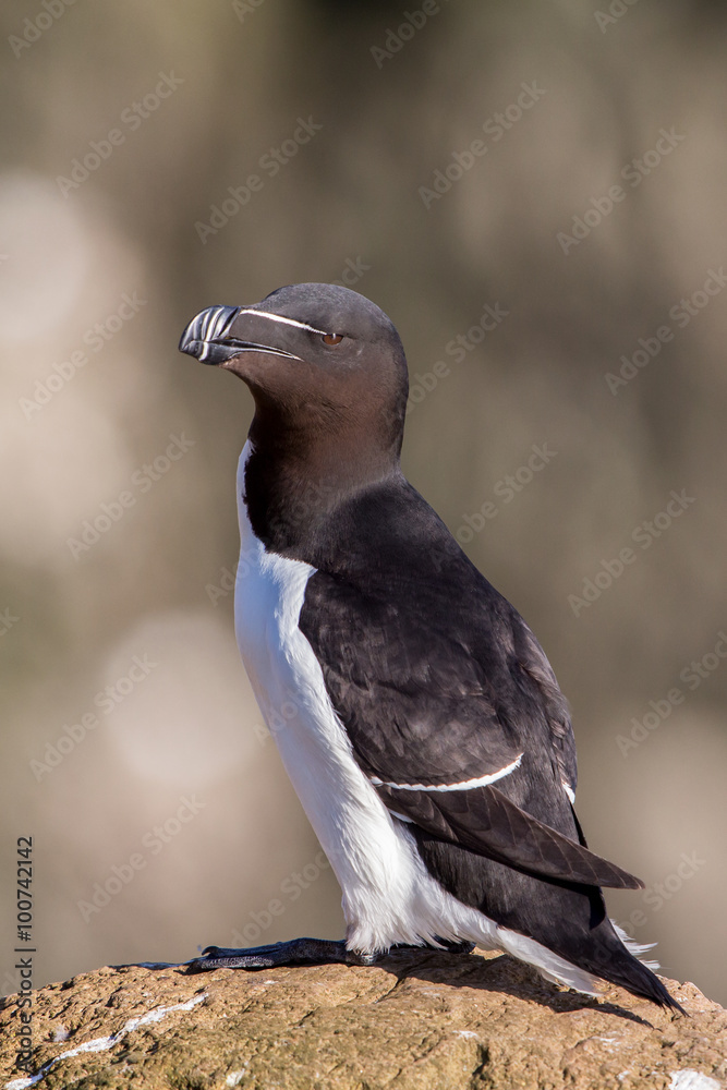 Obraz premium Razorbill, Latrabjarg cliffs, Iceland
