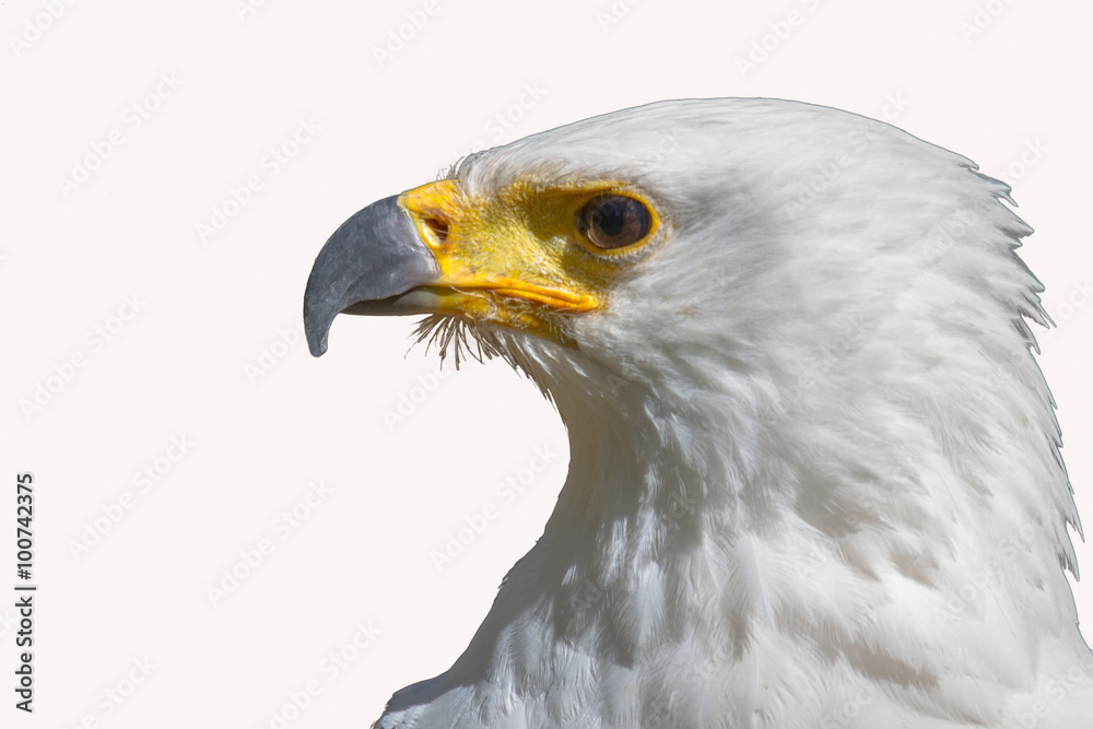 Naklejka premium The head of a winged predator allocated on a white background.