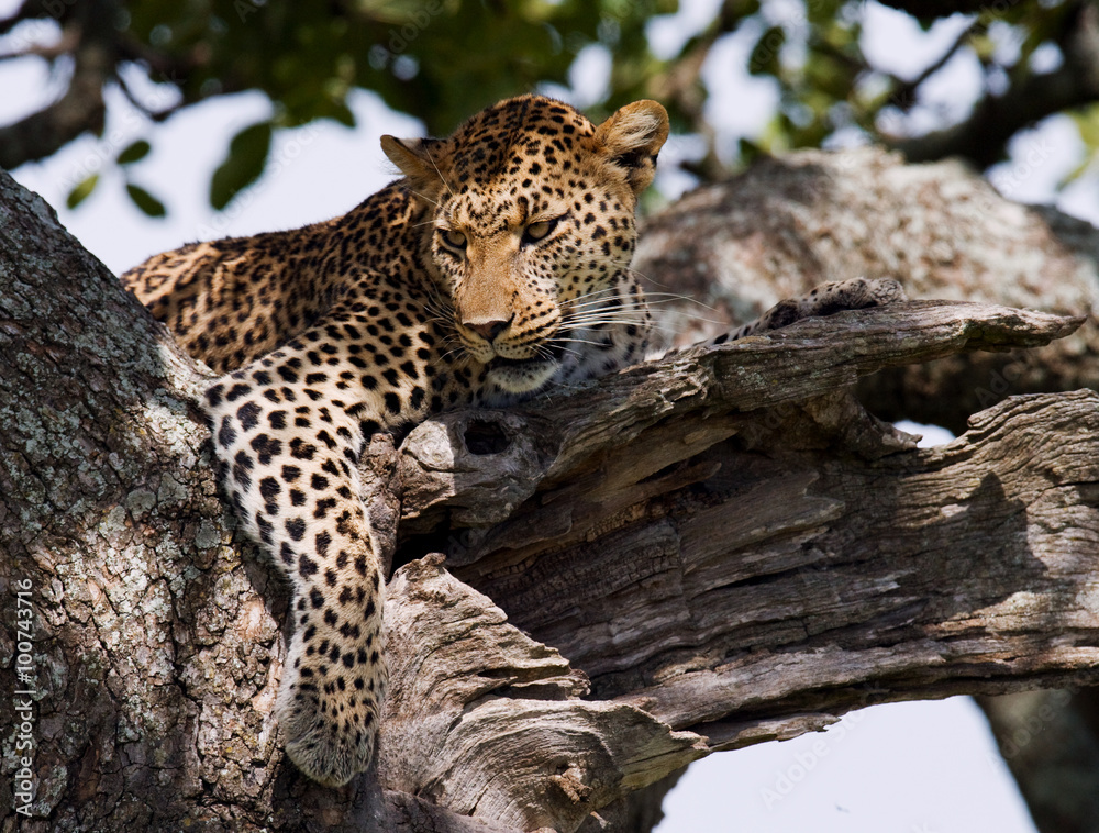 Leopard is lying on a tree. National Park. Kenya. Tanzania. Maasai Mara. Serengeti. An excellent illustration. Leopard is lying on a tree. National Park. Kenya. Tanzania. Maasai Mara. Serengeti. An excellent illustration.