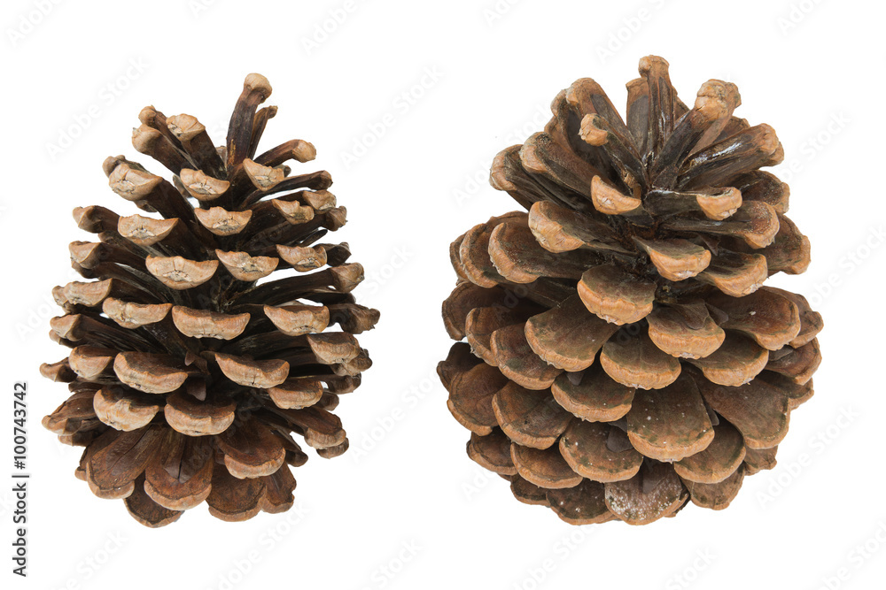 brown pine cones isolated white background brown pine cones isolated white background