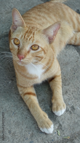 The young cat Tiger pattern.