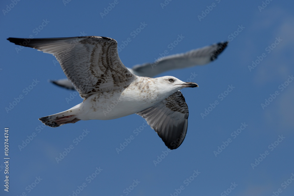 Fototapeta premium European Herring Gull, Larus argentatus