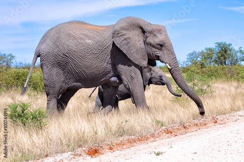 mother   son elephant at etosha