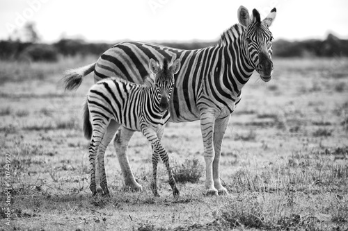 mother   son zebra at etosha