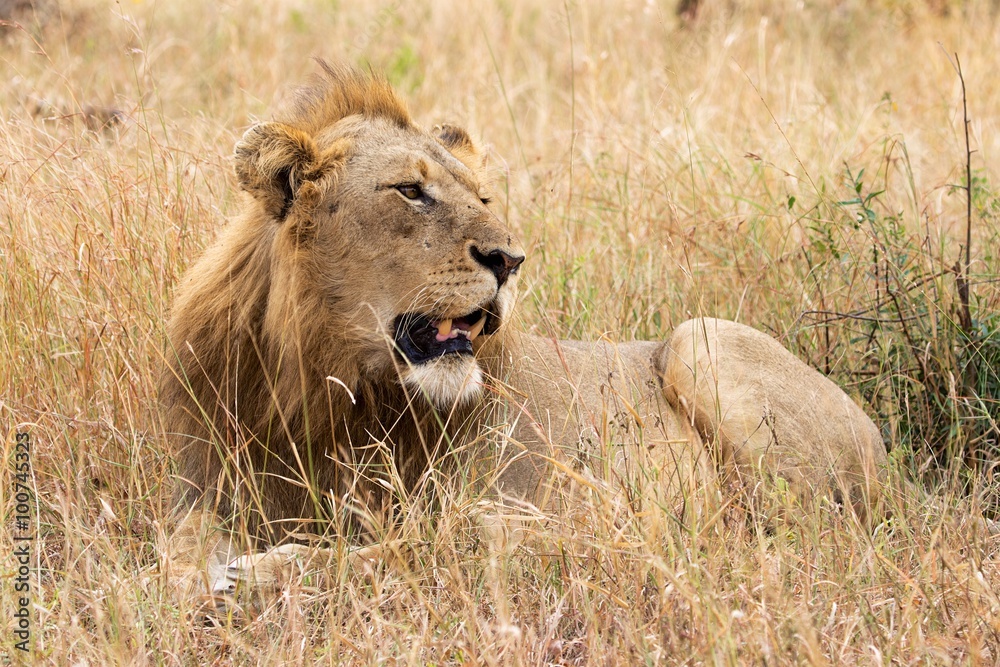 Obraz premium lion in the grass at kruger