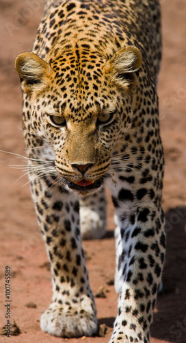Leopard in the savannah. National Park. Kenya. Tanzania. Maasai Mara. Serengeti. An excellent illustration.