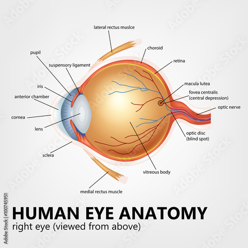 Human Eye Anatomy, Right Eye Viewed From Above, Vector Illustration