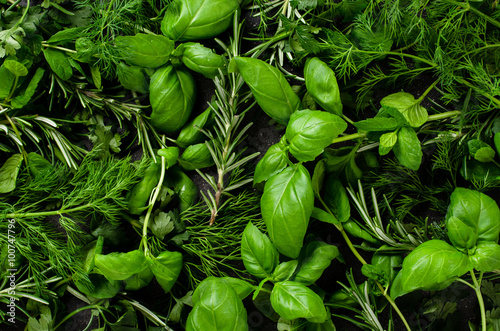 Fototapeta Fresh herbs background