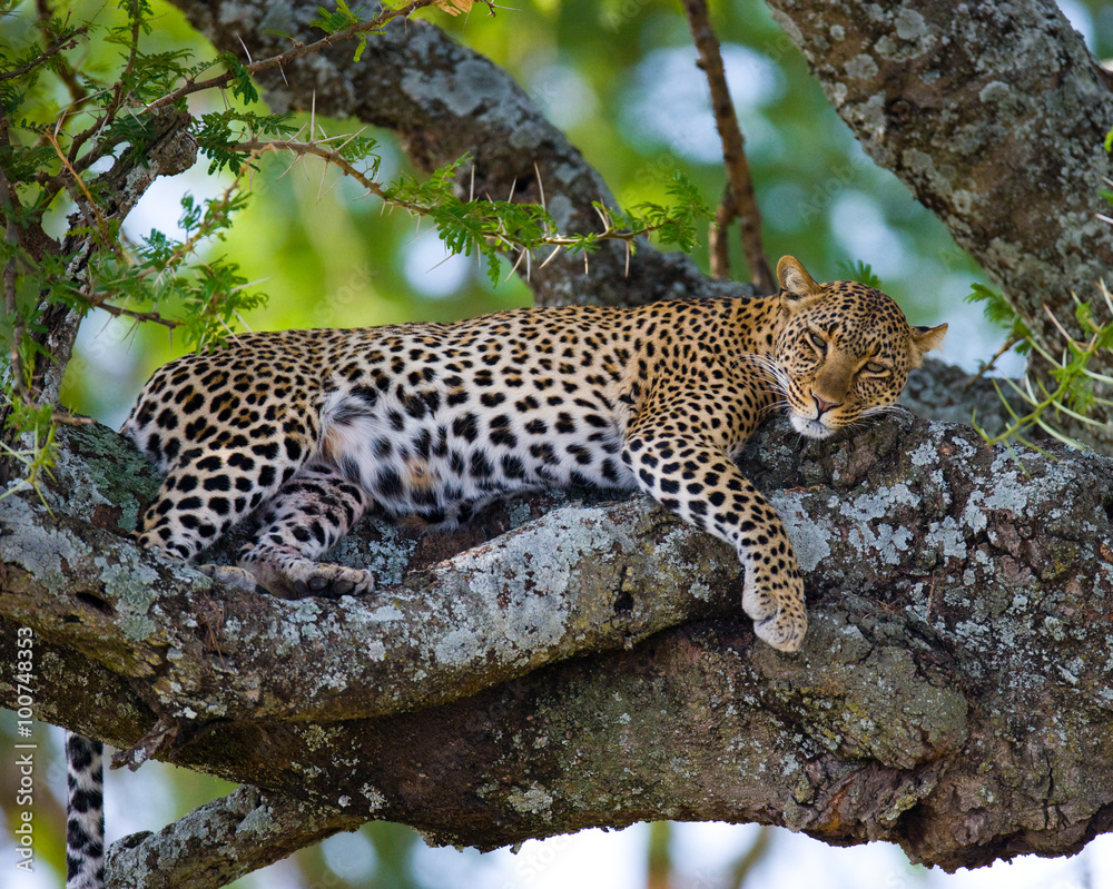 Fototapeta premium Leopard is lying on a tree. National Park. Kenya. Tanzania. Maasai Mara. Serengeti. An excellent illustration.