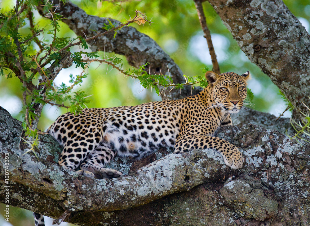 Obraz premium Leopard is lying on a tree. National Park. Kenya. Tanzania. Maasai Mara. Serengeti. An excellent illustration.