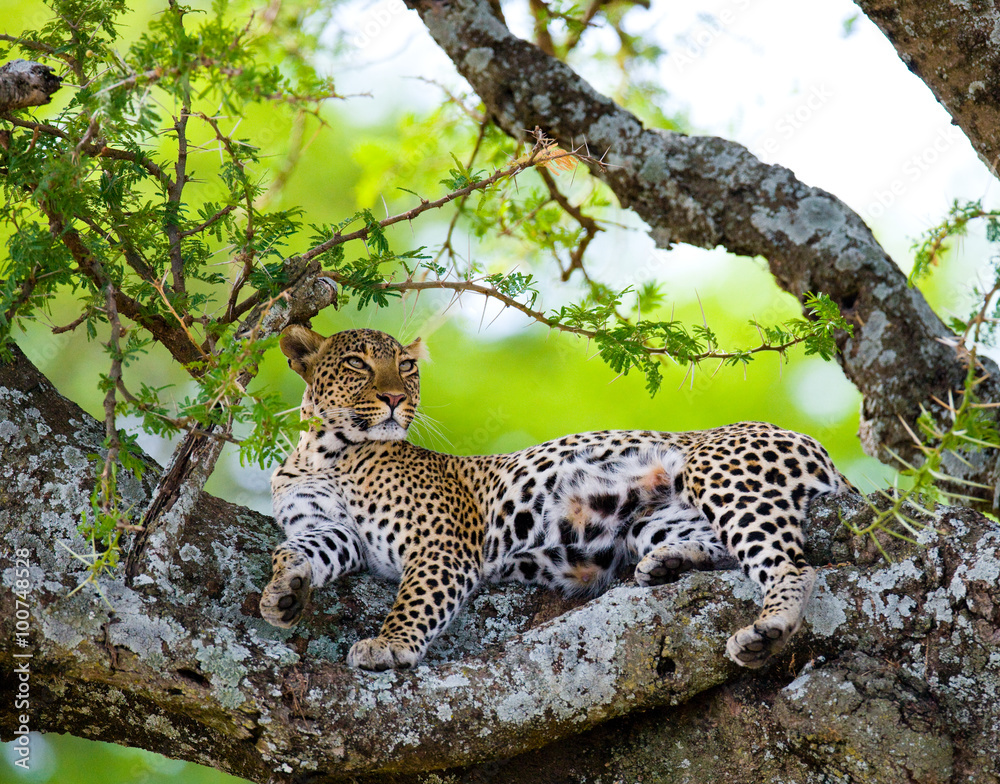 Obraz premium Leopard is lying on a tree. National Park. Kenya. Tanzania. Maasai Mara. Serengeti. An excellent illustration.