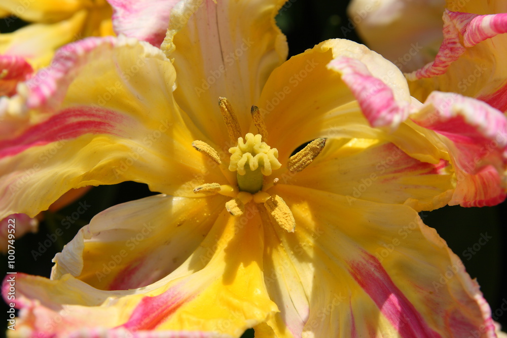 Fototapeta premium Żółty tulipan