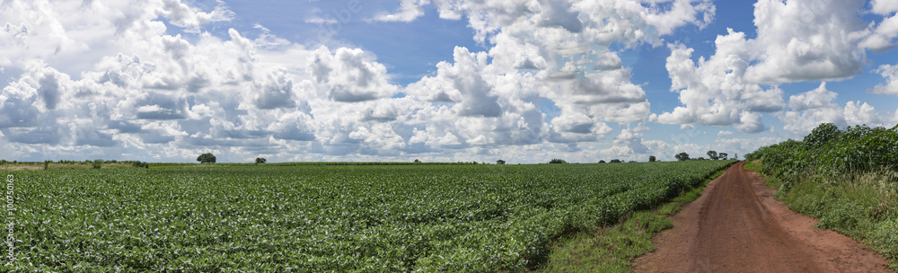 Soybean plantation panoramic, cloud sky
