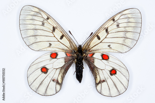 Butterfly, Parnassius bremeri, isolated on white