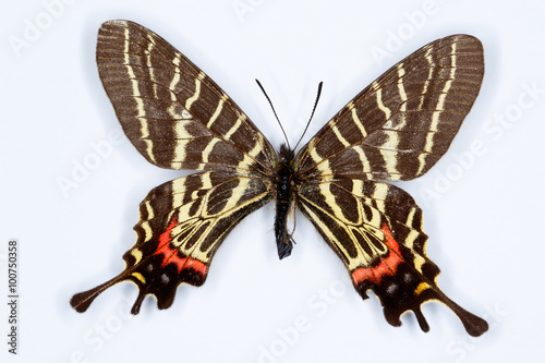 Mansfield's three tailed swallowtail; bhutanitis mansfieldi photo