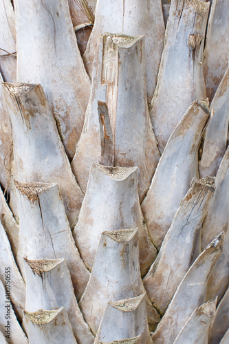 palm trunks