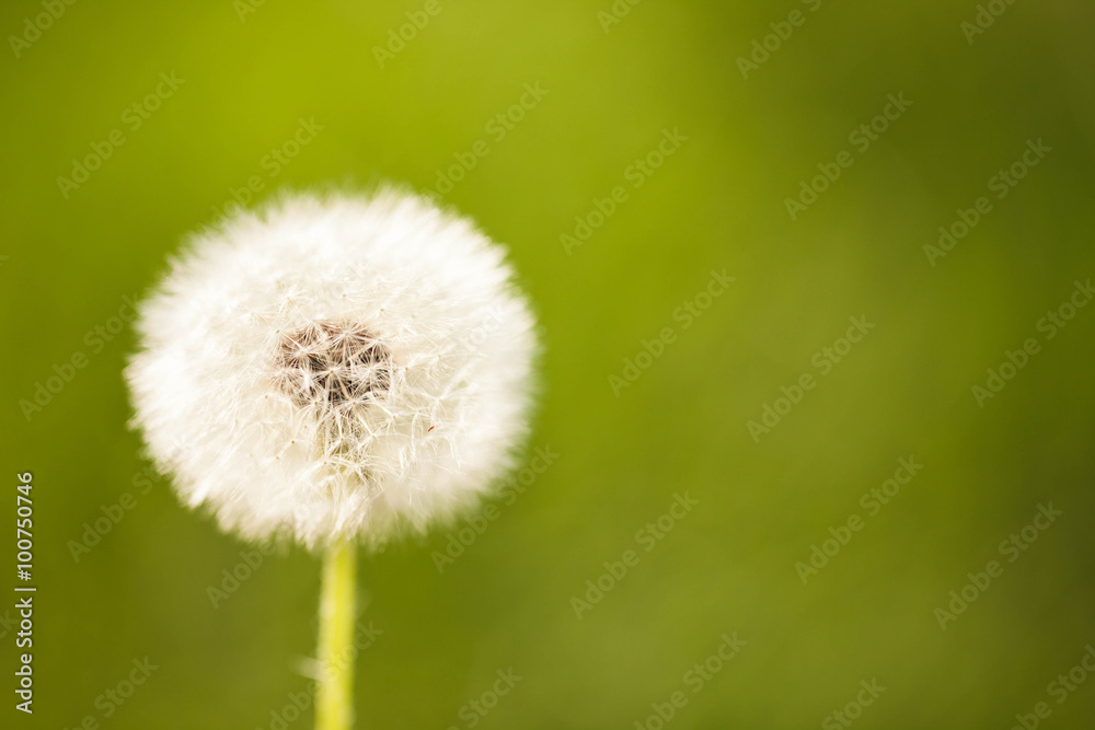Beautiful prairie dandelion Beautiful prairie dandelion