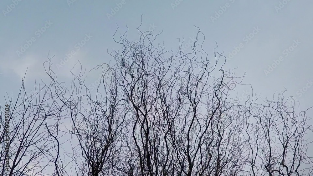 Motion windy tree branches with sky background. Motion windy tree branches with sky background.