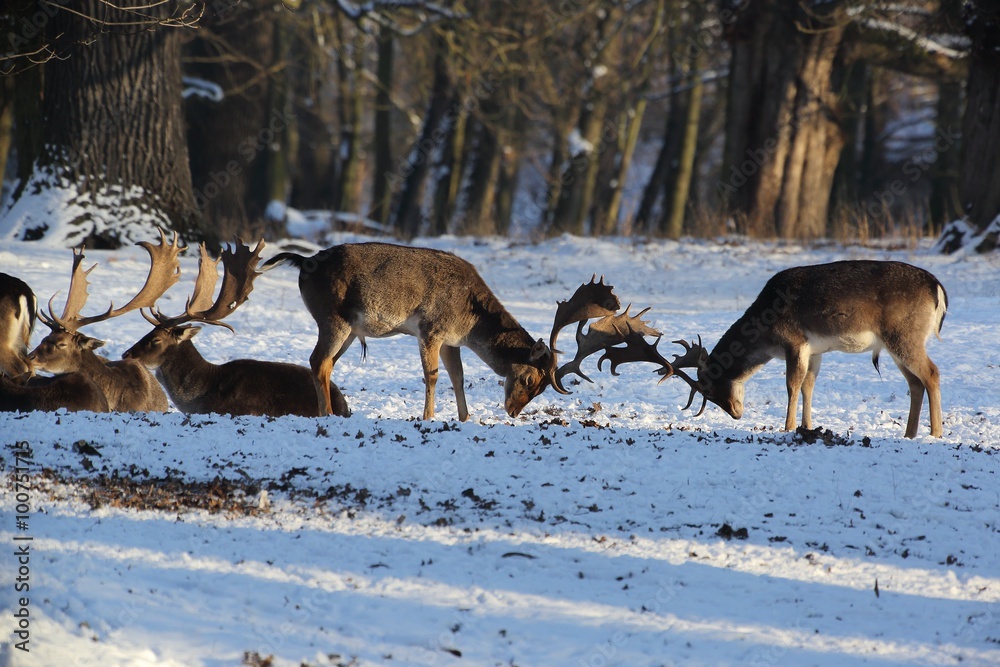 Group of fallow deer in a winter landscape. Duel of two male animals. Group of fallow deer in a winter landscape. Duel of two male animals.