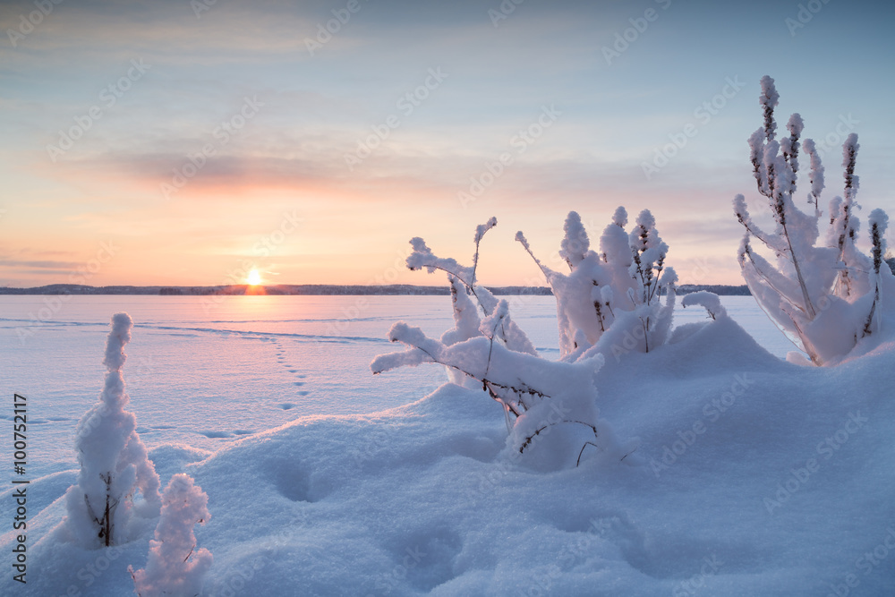 Obraz premium Snowbank, snowy plants and sunrise at a frozen and snowy lake in Finland in the winter.