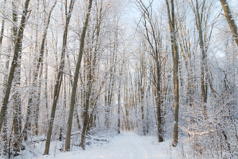Snowy trees and footpath in a snowy forest at a sunny in Finland in the winter. Snowy trees and footpath in a snowy forest at a sunny in Finland in the winter.